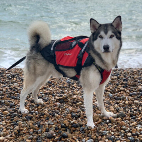 Crewsaver Crewsaver Hundeweste Größe S-XL